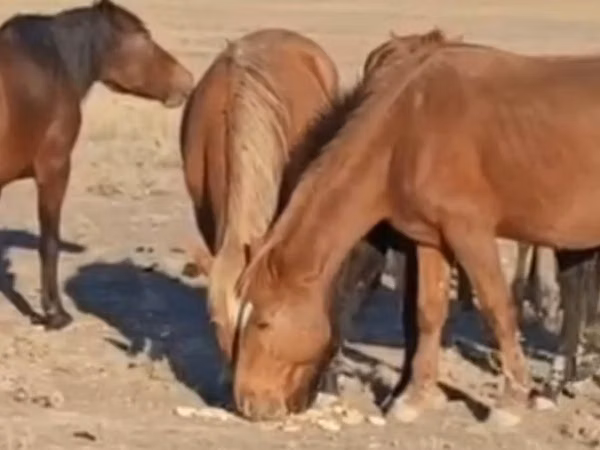 Otlar (partiya, jinsi ko‘rsatilmagan), Kazakh horse