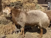 Carnero, Arashan sheep — foto 1