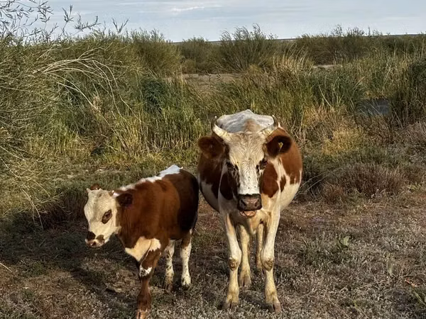 Kuh, Latvian Blue cattle