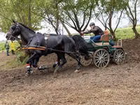 Hengst, Hungarian horse breed — Foto 5