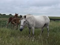 Yegua, Horse breed — foto 4