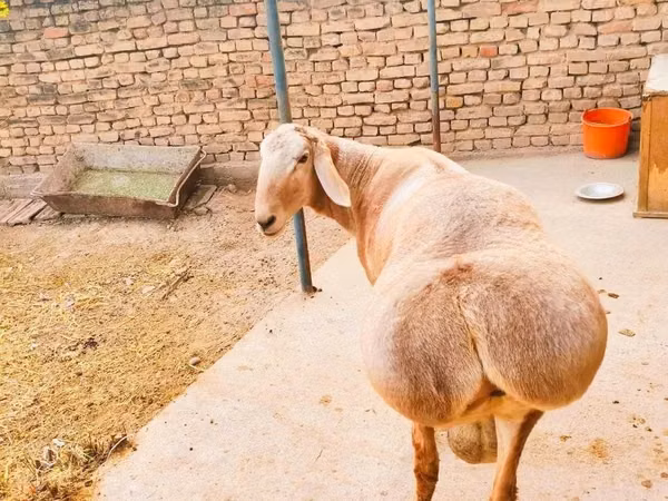 Widder, Arashan sheep
