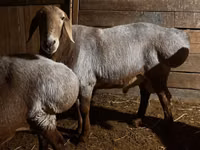 Widder, Rhon sheep — Foto 1