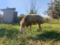 Qoʻchqor, Arashan sheep — 6-rasm