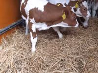 Bulle, Pinzgauer cattle — Foto 3