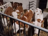 ІҚМ (топ, жынысы көрсетілмеген), Simmental cattle — 1-сурет