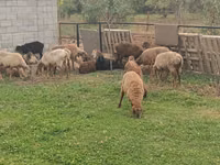 Oveja, Ovejas — foto 2