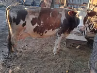 गाय, Simmental cattle — फ़ोटो 1