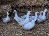 American Pekin — Foto 8