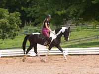 Aygʻir, Friesian — 8-rasm
