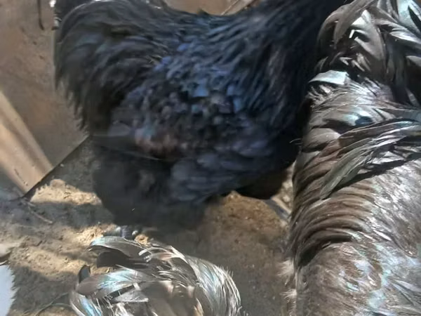 ऑस्ट्रेलॉर्प