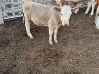 Vaca, Raza Auliékol — foto 3