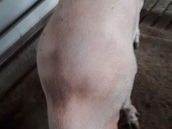 Säue, Schweine