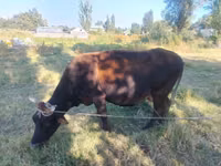 Sigir, Simmental cattle — 7-rasm