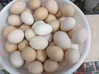 Chickens — Foto 3