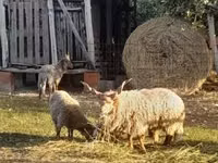 كبش, Baerchuke sheep — الصورة 2
