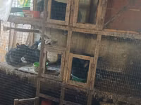 Chickens — 4-сурет