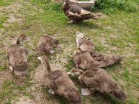 Ducks — Foto 7