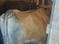 Kuh, Wilder Yak — Foto 3