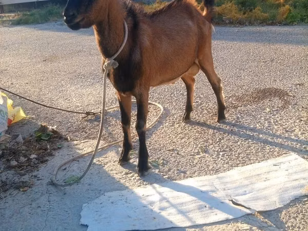 母山羊, Goats — 乌兹别克斯坦