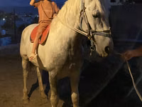 घोड़ा, Kazakh horse — फ़ोटो 3