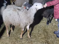 Carnero, Arashan sheep — foto 3