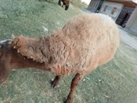 Schafe (Partie, Geschlecht nicht angegeben), Arashan sheep — Foto 3