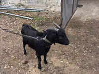 Cabro, Murcia-Granada goats — foto 2