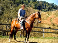Hengst, Tennessee Walking Horse — Foto 2