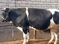 ثور, Russian Black pied cattle — الصورة 4