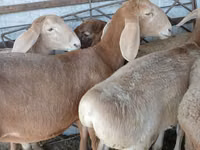 كبش, Arashan sheep — الصورة 3