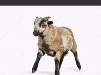كبش, الأغنام — الصورة 1