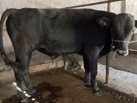 ثور, Swiss cattle — الصورة 6