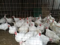 Turkeys — फ़ोटो 3