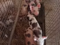 Schweine (Partie, Geschlecht nicht angegeben), Schweine — Foto 2