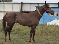 Hengst, Arabian horse — Foto 8