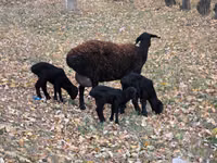 母羊, Sheep — 照片 2