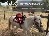 Ат, Түндүк-швед тукуму — сүрөт 5
