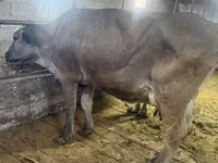 母牛, Cattle — 照片 3