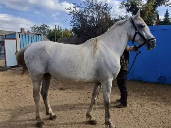 Stute, Orlov Trotter