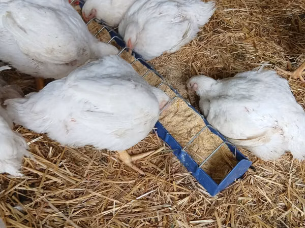Chickens — Kirgisistan