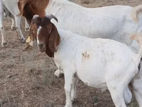 Ziegenbock, Boer goat — Foto 3