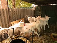 Cabras (lote, sexo no especificado), Pomellata goat — foto 3