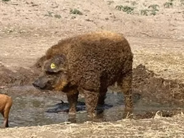 خنزير ذكر, 