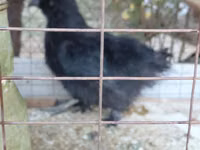 Seidenhuhn — Foto 2