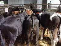 Bulle, Simmental cattle — Foto 2