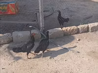 Chickens — foto 2