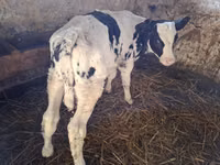ثور, Russian Black pied cattle — الصورة 2
