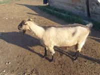 Ziege, Alpine goat — Foto 3