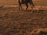 Hengst, Altai horse — Foto 1